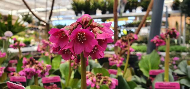 Bergenia