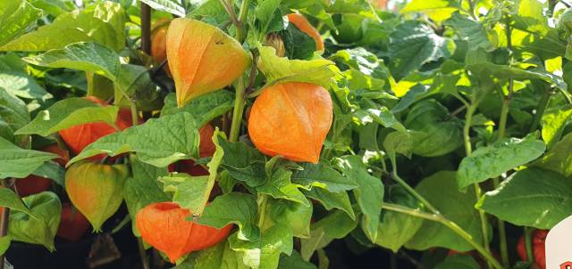 Physalis