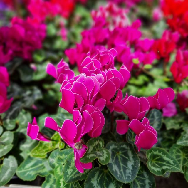 Cyclamen