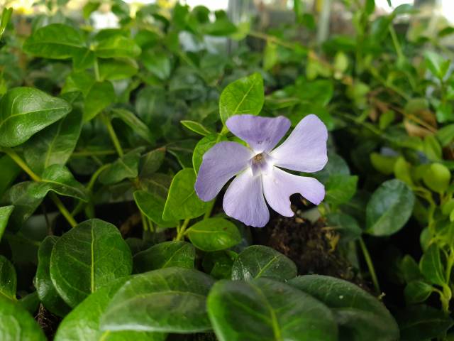 Bodendecker, winterhart