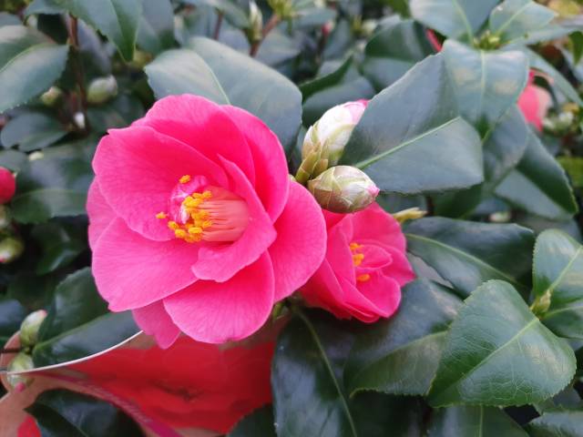 Camellia