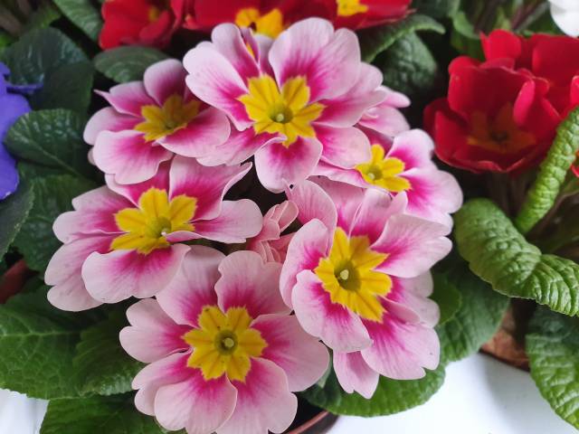 Primula