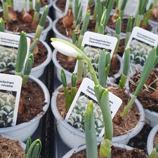 Galanthus nivalis