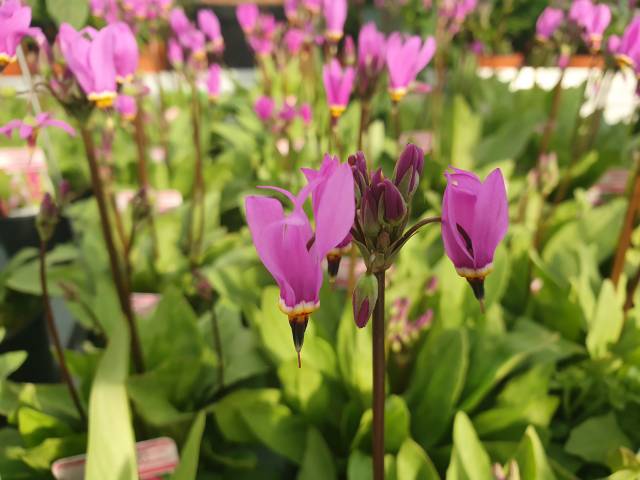 Dodecatheon meadia