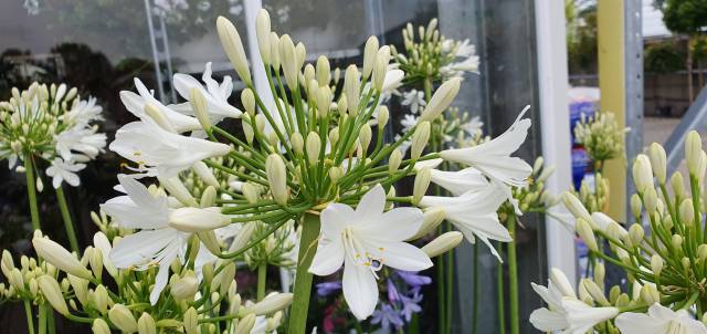 Agapanthus