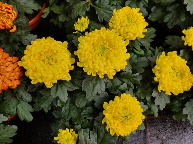 Chrysantheme
