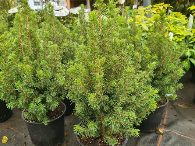Picea conica