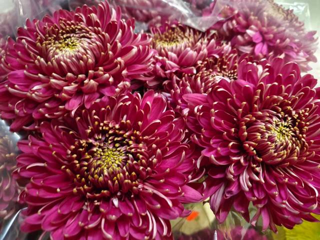Chrysanthemen