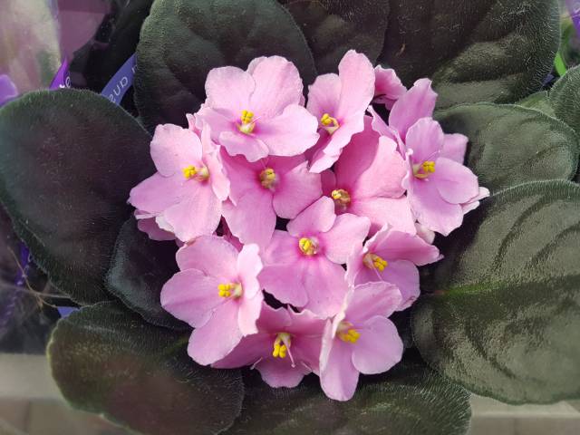 Saintpaulia ionantha