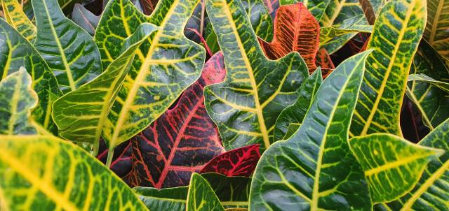 Codiaeum variegatum