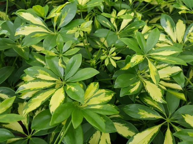 Schefflera arboricola